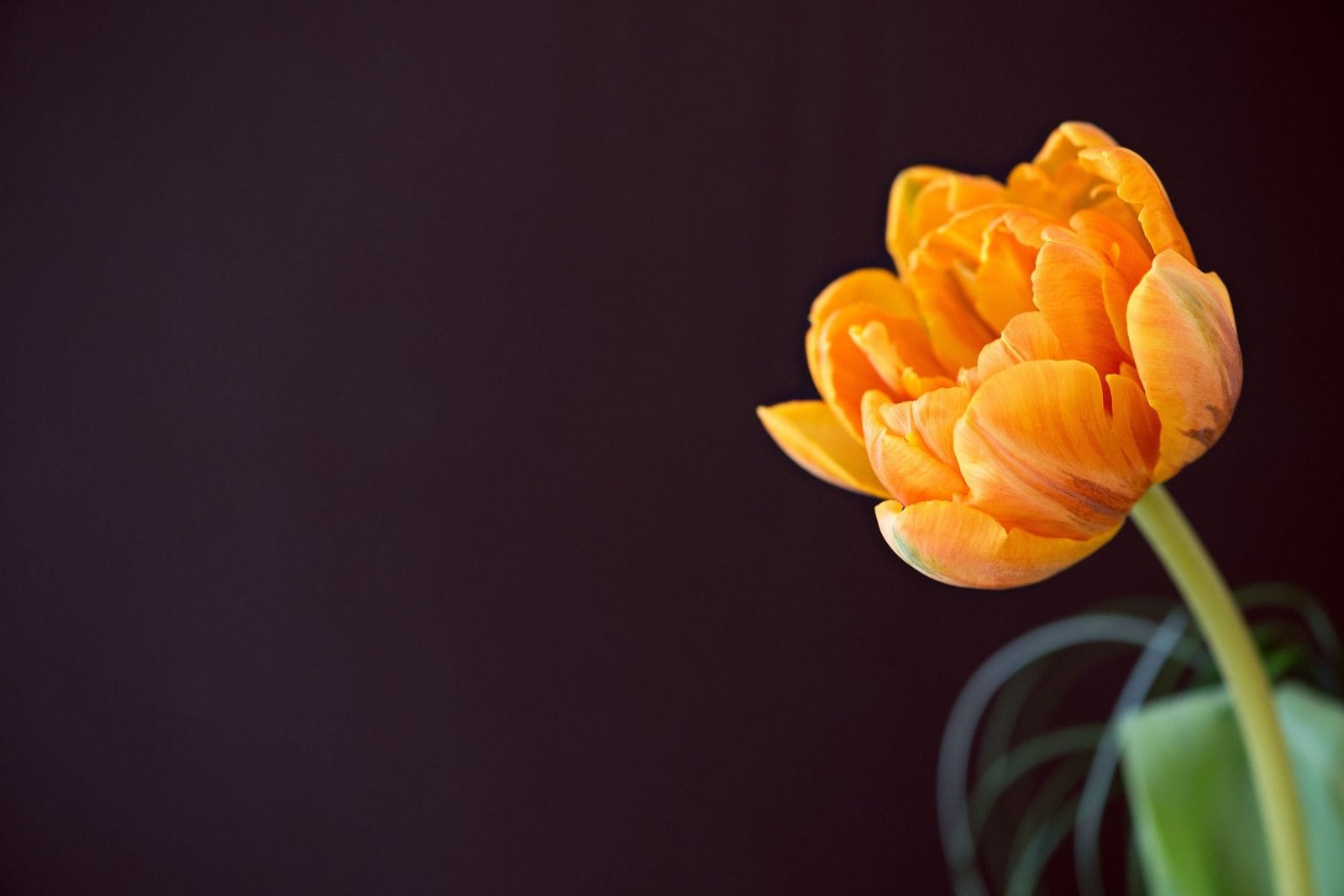 Tulipán con fondo negro en contraste