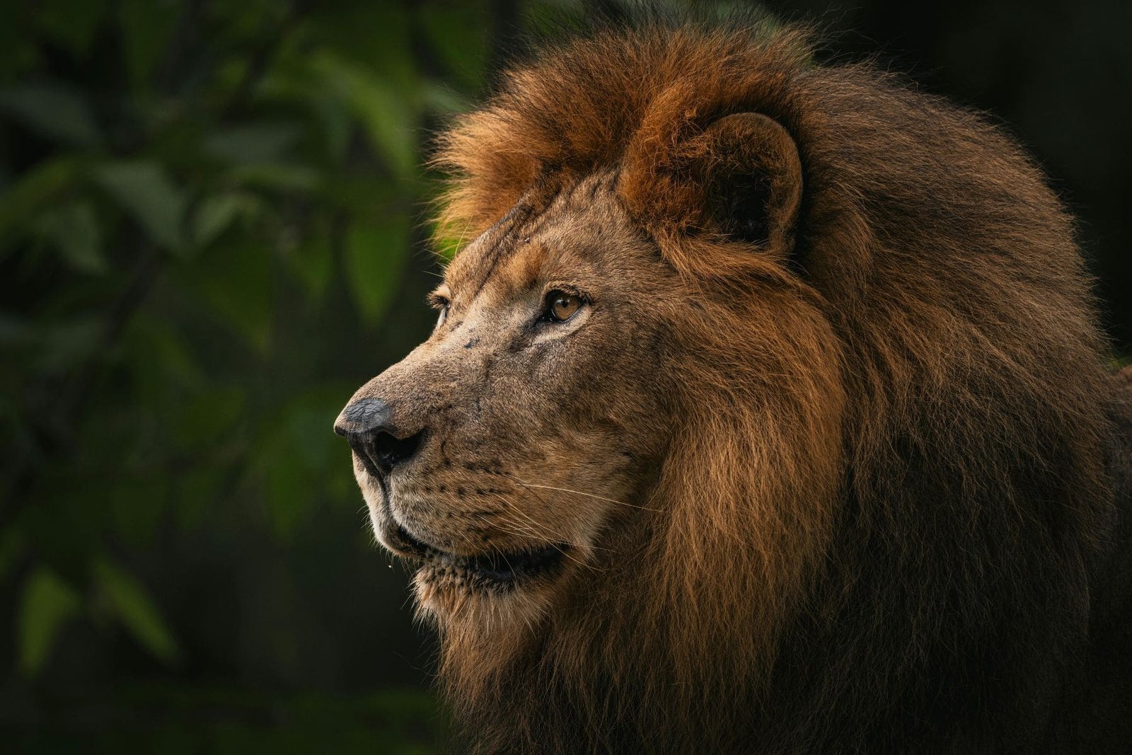 Foto de perfil de un león con fondo oscuro