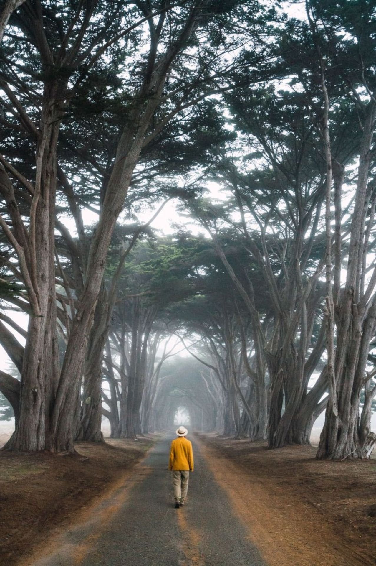 Paisaje de árboles y hombre caminando en medio