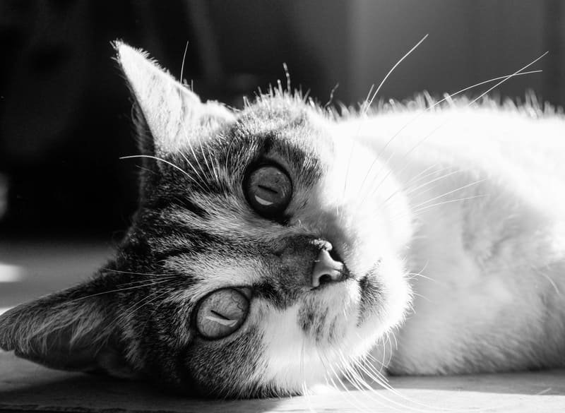 Gato recostado en blanco y negro